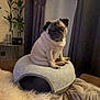 dog, pug, pet_bed, blanket, curtains, plant, indoor, cozy, furniture, fur, brown, gray, cute, small_dog, animal, companion, resting, soft_texture, home, living_room