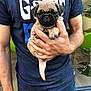 Orseise participe au concours pour gagner de l'argent avec cette photo : puppy, dog, pug, person, hand, tshirt, jeans, indoor, flooring, chair, holding, cute, pet, animal, tail, paw, calm, young, casual, human