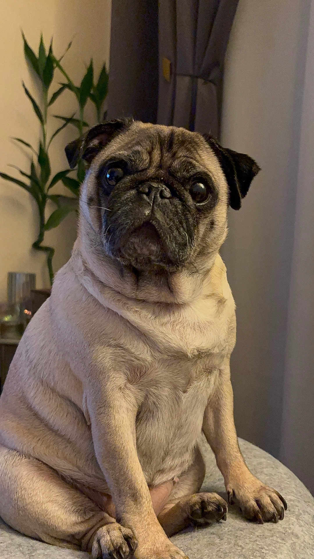 Orseise participe au concours pour gagner de l'argent avec cette photo : pug, dog, pet, indoor, sitting, animal, cute, wrinkles, face, fur, plant, curtains, cozy, expression, paw, portrait, mammal, companion, domestic, closeup