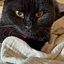 black_cat, cat, pet, close_up, amber_eyes, whiskers, fur, blanket, cozy, indoor, animal, cute, domestic_cat, face, portrait, soft_texture, relaxed, feline, curious, resting
