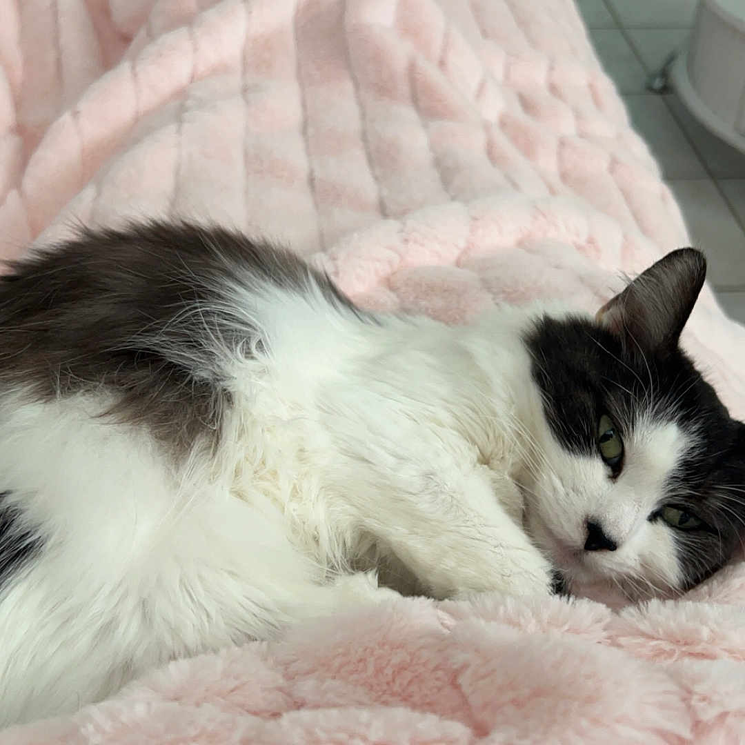 Messy participe au concours pour gagner de l'argent avec cette photo : animal, black_and_white, blanket, cat, comfort, cozy, cute, domestic, feline, fluffy, fur, indoor, lying_down, pet, pink, relaxed, resting, sleepy, soft, tile_floor