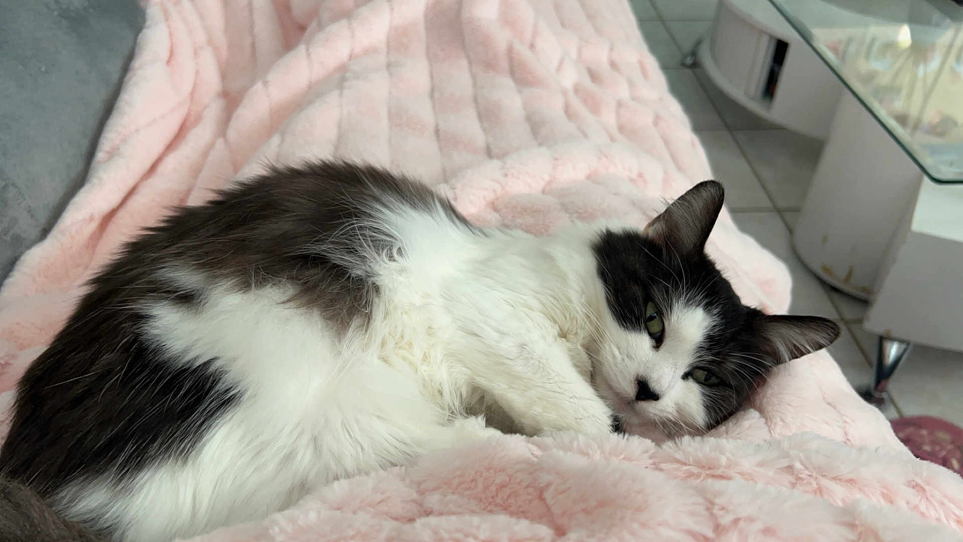 Messy participe au concours pour gagner de l'argent avec cette photo : cat, black_and_white, fluffy, lying_down, blanket, pink, cozy, indoor, tile_floor, relaxed, sleepy, fur, pet, animal, resting, domestic, cute, comfort, feline, soft