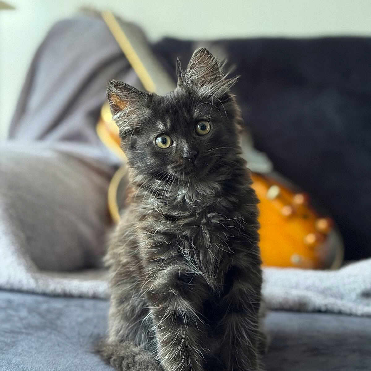 Asta a rejoint le concours — aidez-le/la à gagner de superbes lots ! animal, blanket, cat, cozy, curious, cute, eyes, fluffy, furniture, furry, gray, guitar, indoor, kitten, pet, portrait, sitting, soft, tail, whiskers