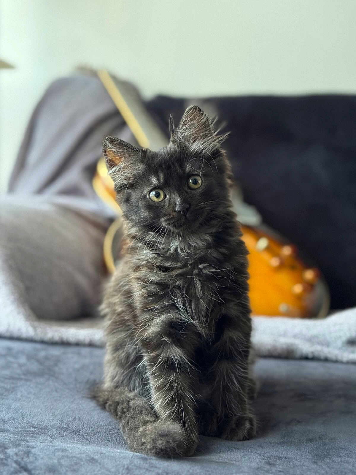 Asta a rejoint le concours — aidez-le/la à gagner de superbes lots ! animal, blanket, cat, cozy, curious, cute, eyes, fluffy, furniture, furry, gray, guitar, indoor, kitten, pet, portrait, sitting, soft, tail, whiskers