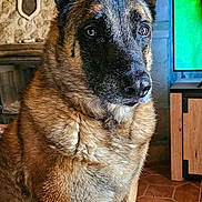 Janack participe au concours pour gagner de l'argent avec cette photo : dog, belgian_malinois, pet, animal, indoors, living_room, blanket, fireplace, clock, furniture, wood, stone, ears, fur, sitting, alert, portrait, home, couch, floor