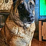 dog, belgian_malinois, pet, animal, indoors, living_room, blanket, fireplace, clock, furniture, wood, stone, ears, fur, sitting, alert, portrait, home, couch, floor