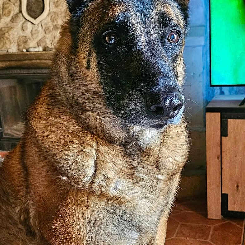 Janack participe au concours pour gagner de l'argent avec cette photo : dog, belgian_malinois, pet, animal, indoors, living_room, blanket, fireplace, clock, furniture, wood, stone, ears, fur, sitting, alert, portrait, home, couch, floor