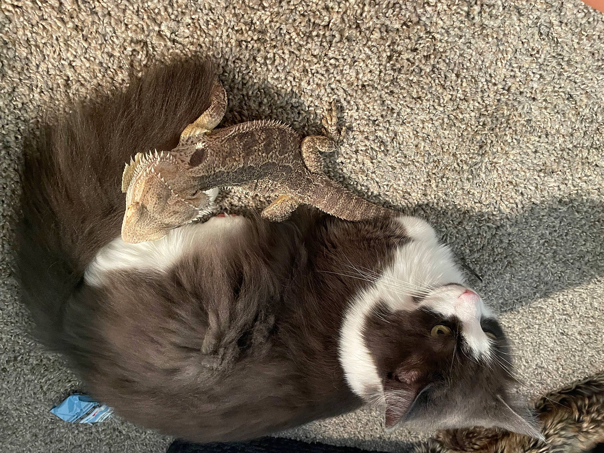 Jinx is registered to the contest to win money with this photo: canidae, carnivore, cat, claw, comfort, dog_breed, domestic_short_haired_cat, fawn, felidae, foot, fur, nap, paw, small_to_medium_sized_cats, soil, sporting_group, tail, terrestrial_animal, whiskers