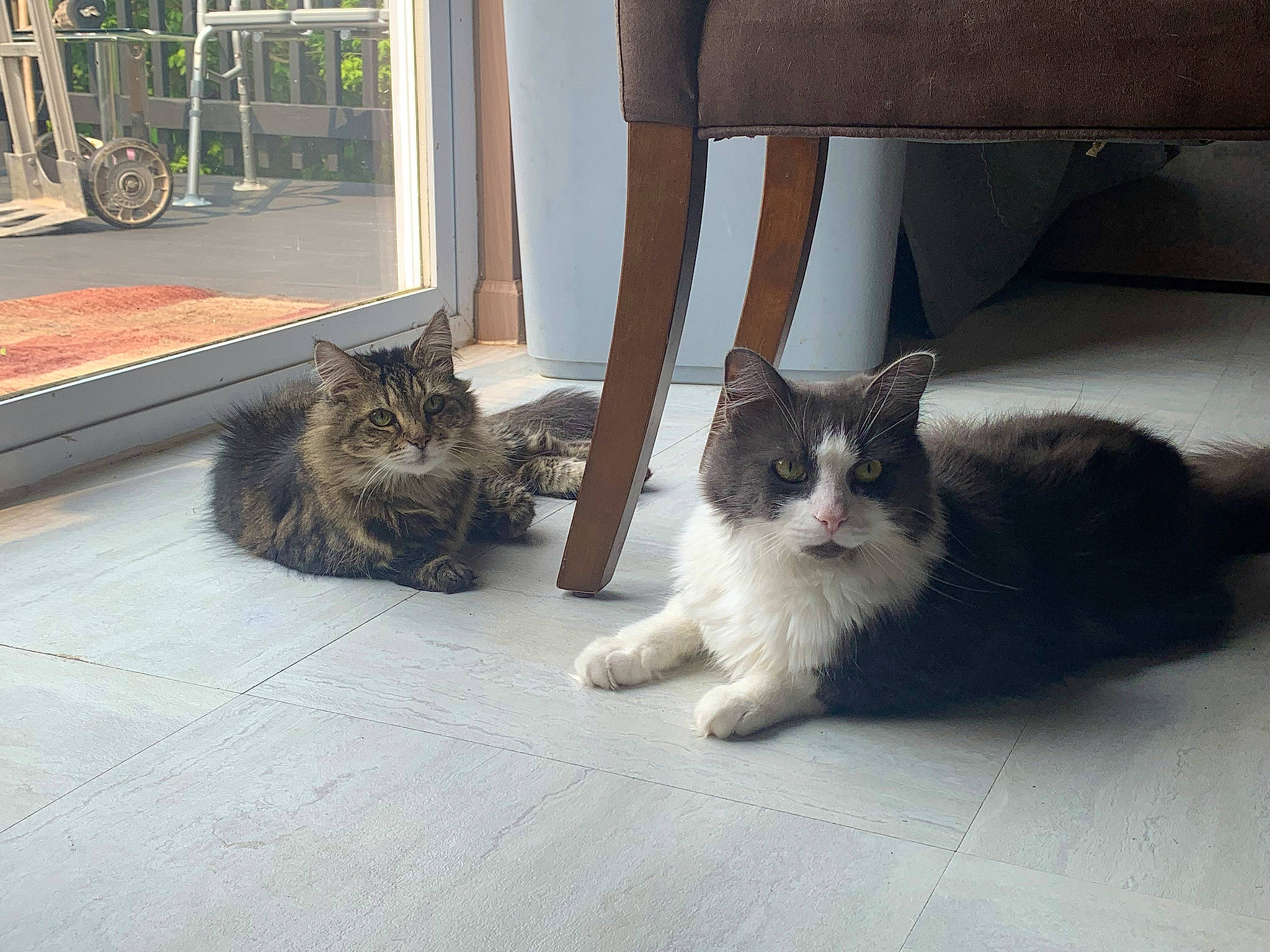 Jinx joined the competition — help win amazing prizes! carnivore, cat, comfort, domestic_short_haired_cat, felidae, floor, flooring, foot, fur, grey, hardwood, human_leg, mammal, plant, road_surface, small_to_medium_sized_cats, tail, vertebrate, whiskers, wood