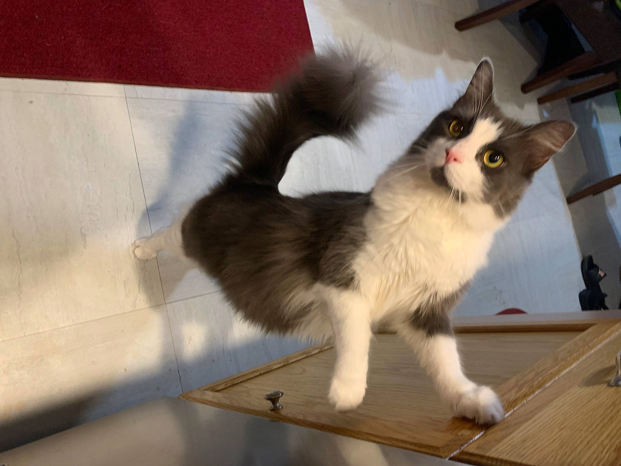 Jinx joined the competition — help win amazing prizes! carnivore, cat, claw, domestic_short_haired_cat, fawn, felidae, fur, hardwood, paw, photo_caption, porch, small_to_medium_sized_cats, snout, tail, whiskers, wood