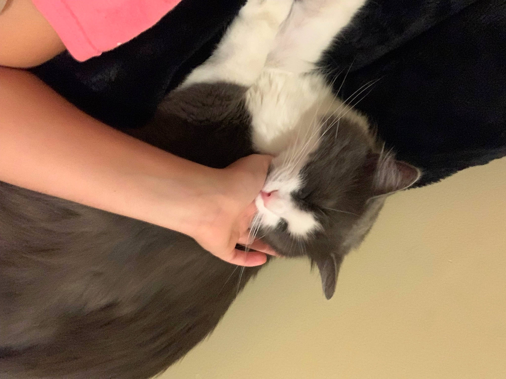 Jinx joined the competition — help win amazing prizes! carnivore, comfort, companion_dog, dog_breed, elbow, felidae, finger, foot, gesture, human_leg, knee, lap, nail, paw, small_to_medium_sized_cats, snout, tail, thigh, whiskers, wrist