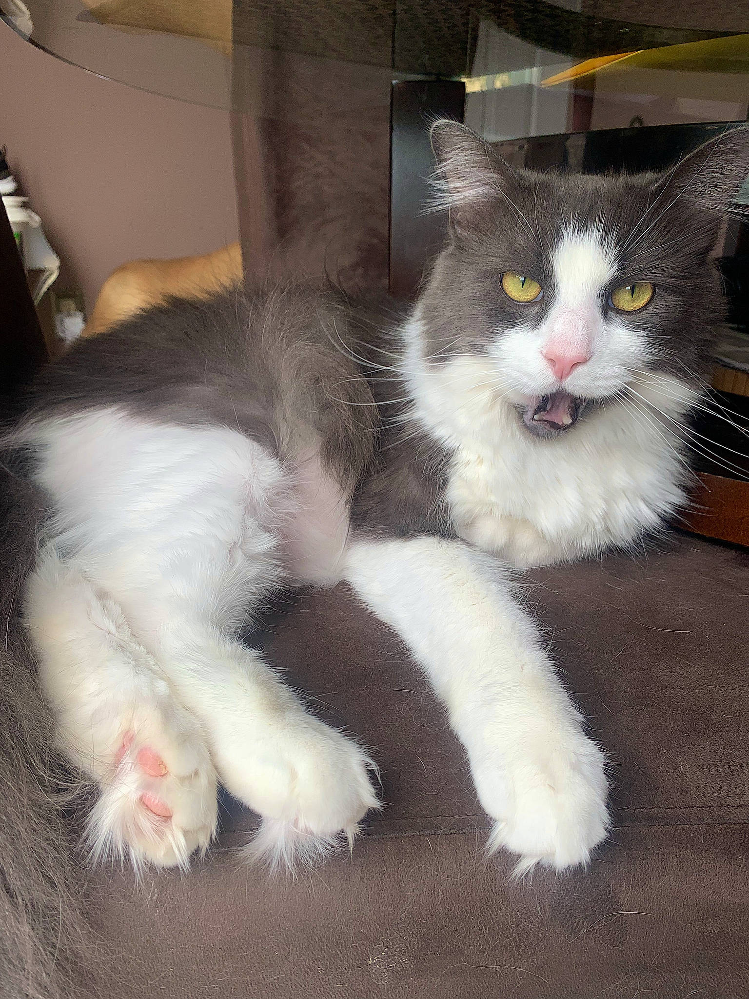 Jinx is registered to the contest to win money with this photo: box, carnivore, cat, claw, domestic_short_haired_cat, felidae, fur, paw, small_to_medium_sized_cats, snout, tail, terrestrial_animal, whiskers