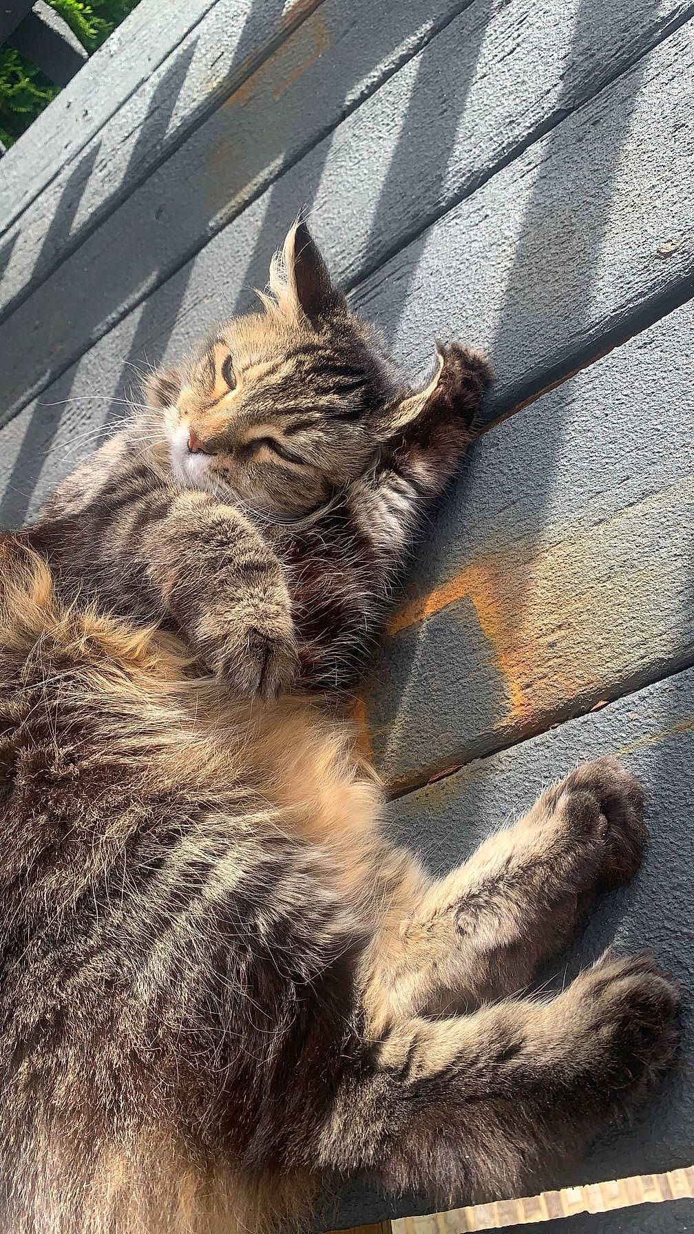 Bubbles is registered to the contest to win money with this photo: carnivore, cat, claw, domestic_short_haired_cat, felidae, fur, grass, mammal, paw, road_surface, sitting, small_to_medium_sized_cats, snout, tail, terrestrial_animal, tree, vertebrate, whiskers, wildlife, wood