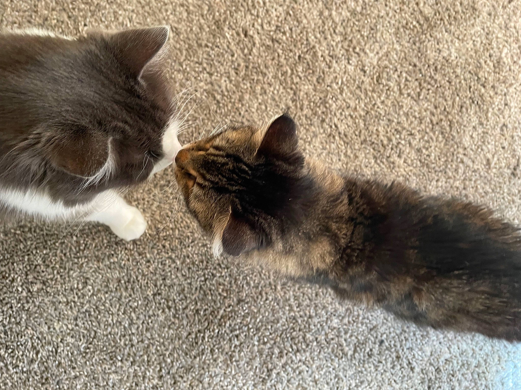 Bubbles joined the competition — help win amazing prizes! carnivore, cat, claw, comfort, domestic_short_haired_cat, eye, felidae, flooring, fur, grass, grey, human_leg, paw, road_surface, sand, small_to_medium_sized_cats, snout, tail, terrestrial_animal, whiskers