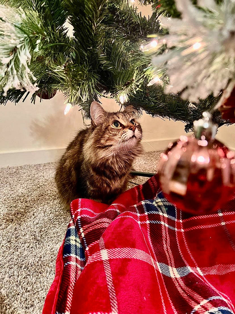 Bubbles is registered to the contest to win money with this photo: cat, christmas, christmas_decoration, christmas_ornament, christmas_tree, event, evergreen, fawn, felidae, holiday, holiday_ornament, larch, ornament, plaid, plant, tartan, tree, twig, whiskers, wood
