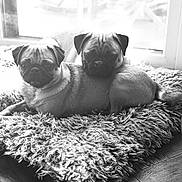 Vivie And Vale is registered to the contest to win money with this photo: dog, pug, pet, animal, cute, snuggling, furry, indoor, window, black_and_white, cozy, resting, floor, carpet, companion, portrait, two_dogs, domestic_animal, relaxed, fur