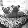 dog, pug, pet, animal, cute, snuggling, furry, indoor, window, black_and_white, cozy, resting, floor, carpet, companion, portrait, two_dogs, domestic_animal, relaxed, fur