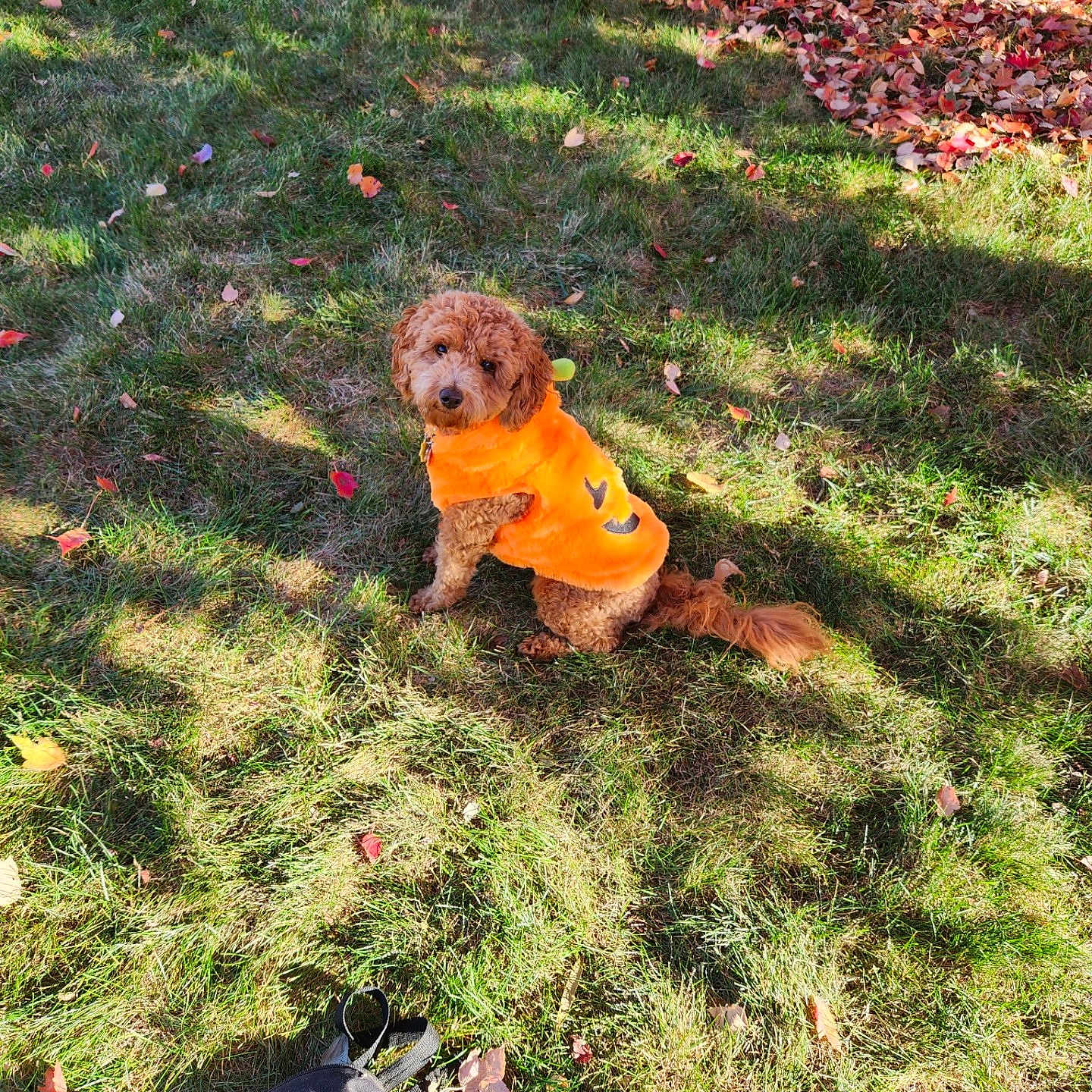 London joined the competition — help win amazing prizes! animal, canine, clothing, coat, dog, face, footwear, grass, head, lawn, outdoors, person, pet, photography, plant, portrait, puppy, shoe, tree, vegetation