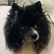 Belle a rejoint le concours — aidez-le/la à gagner de superbes lots ! dog, snow, outdoor, fluffy, black_and_white, winter, pet, curious, animal, fur, snowflakes, garden, nature, cold, small_dog, paw, tail, canine, portrait, daylight