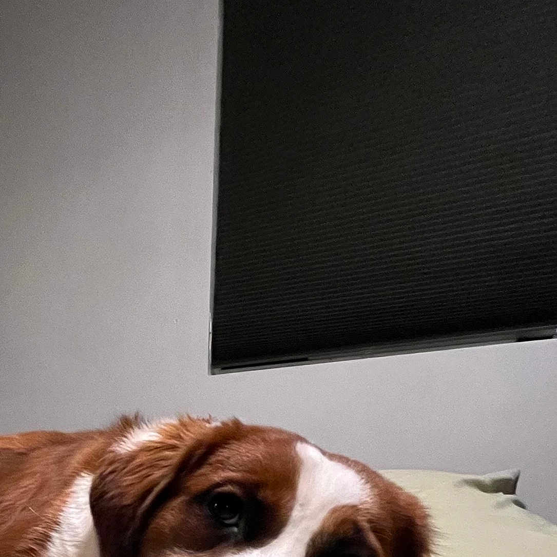 Bella