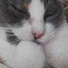 animal, blurred, calm, cat, close_up, cute, domestic, face, fur, furry, grey, indoor, nose, paw, pet, resting, sleeping, soft, whiskers, white
