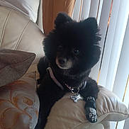 Black Ice joined the competition — help win amazing prizes! dog, small_dog, black_fur, fluffy, sitting, armchair, indoor, pet, collar, harness, dog_tag, booties, pomeranian, toy_dog, curtains, cushion, furniture, living_room, portrait, cute