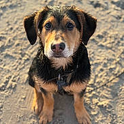 Atharo participe au concours pour gagner de l'argent avec cette photo : dog, puppy, beach, sand, portrait, closeup, wet_fur, collar, dog_tag, brown_coat, black_coat, ears, eyes, nose, sitting, pet, outdoor, sunlight, shallow_depth_of_field, adorable