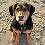 dog, puppy, beach, sand, portrait, closeup, wet_fur, collar, dog_tag, brown_coat, black_coat, ears, eyes, nose, sitting, pet, outdoor, sunlight, shallow_depth_of_field, adorable