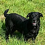 dog, black_dog, grass, outdoor, nature, pet, canine, field, happy, smiling, animal, fur, tail, sunlight, greenery, mammal, playful, standing, daytime, ears