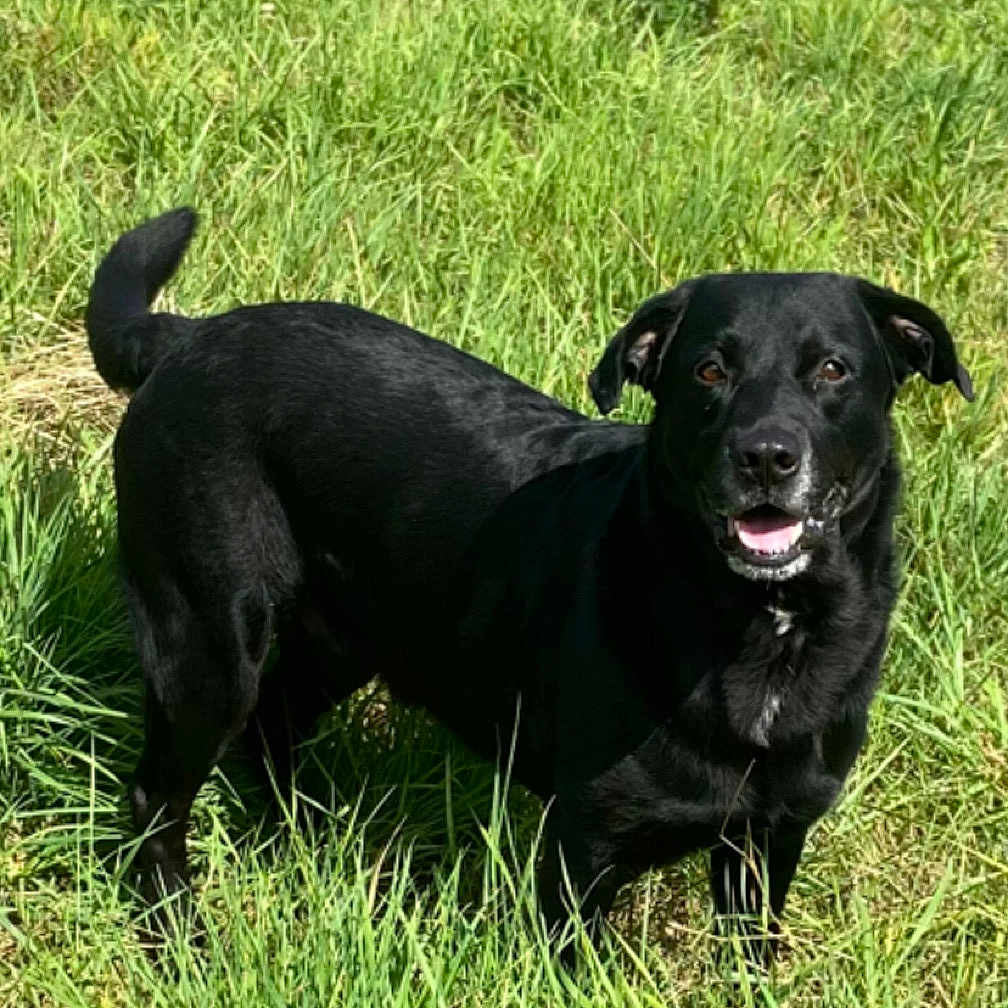 Oscar a rejoint le concours — aidez-le/la à gagner de superbes lots ! animal, black_dog, canine, daytime, dog, ears, field, fur, grass, greenery, happy, mammal, nature, outdoor, pet, playful, smiling, standing, sunlight, tail