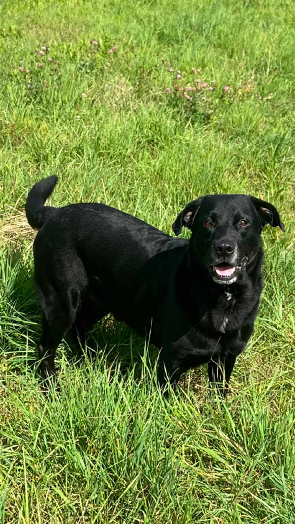 Oscar a rejoint le concours — aidez-le/la à gagner de superbes lots ! dog, black_dog, grass, outdoor, nature, pet, canine, field, happy, smiling, animal, fur, tail, sunlight, greenery, mammal, playful, standing, daytime, ears