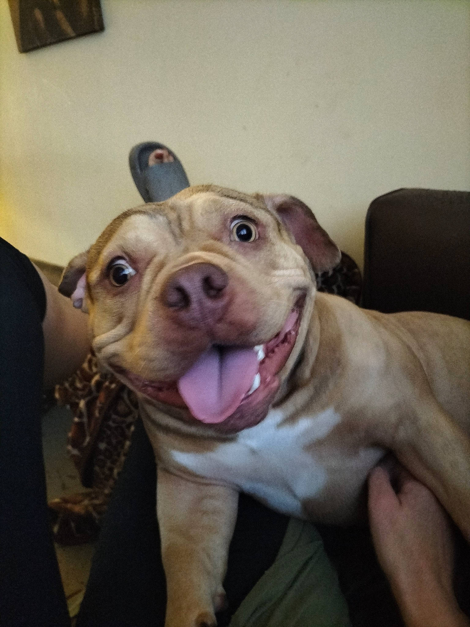 Savannah is registered to the contest to win money with this photo: canidae, carnivore, chair, collar, companion_dog, dog, dog_breed, dog_collar, ear, fawn, fur, guard_dog, jaw, liver, pet_supply, snout, sporting_group, whiskers, working_animal, wrinkle