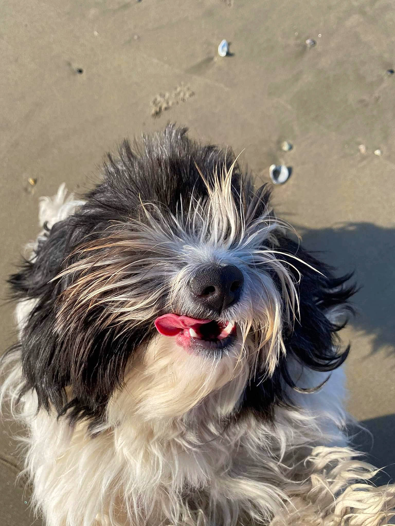 Neige a rejoint le concours — aidez-le/la à gagner de superbes lots ! beach, biewer_terrier, canidae, carnivore, collar, companion_dog, dog, dog_breed, dog_collar, fur, non_sporting_group, small_terrier, sporting_group, terrier, toy_dog, water_dog, working_animal