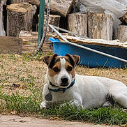 Texas a rejoint le concours — aidez-le/la à gagner de superbes lots ! dog, grass, firewood, backyard, blue_container, plastic_sheets, collar, pet, outdoor, resting, small_dog, brown_and_white, fur, nature, relaxed, alert, wood_logs, ground, daylight, animal