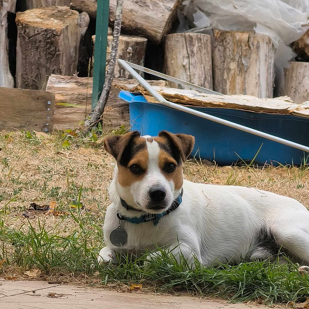 Texas a rejoint le concours — aidez-le/la à gagner de superbes lots ! dog, grass, firewood, backyard, blue_container, plastic_sheets, collar, pet, outdoor, resting, small_dog, brown_and_white, fur, nature, relaxed, alert, wood_logs, ground, daylight, animal