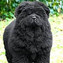 dog, puppy, chow_chow, black_fur, fluffy, grass, outdoor, portrait, pet, muzzle, nose, adorable, standing, fur, cute, animal, closeup, nature, young, pet_photography