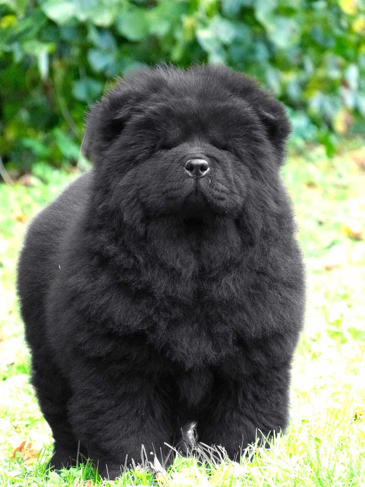 Nola a rejoint le concours — aidez-le/la à gagner de superbes lots ! dog, puppy, chow_chow, black_fur, fluffy, grass, outdoor, portrait, pet, muzzle, nose, adorable, standing, fur, cute, animal, closeup, nature, young, pet_photography