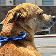 Charlie Boy joined the competition — help win amazing prizes! animal, blue_bow_tie, brown_fur, building, calm, canine, close_up, collar, daytime, dog, ears, fur_texture, looking_away, outdoor, pet, side_profile, snout, street, sunlight, window