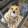Charlie Boy joined the competition — help win amazing prizes! animal, blanket, brown, clothing, collar, cute, dog, domestic, ears, floor, indoor, laundry_cart, leash, looking_up, metal_cart, pet, pumpkin_pattern, small_dog, waiting, white