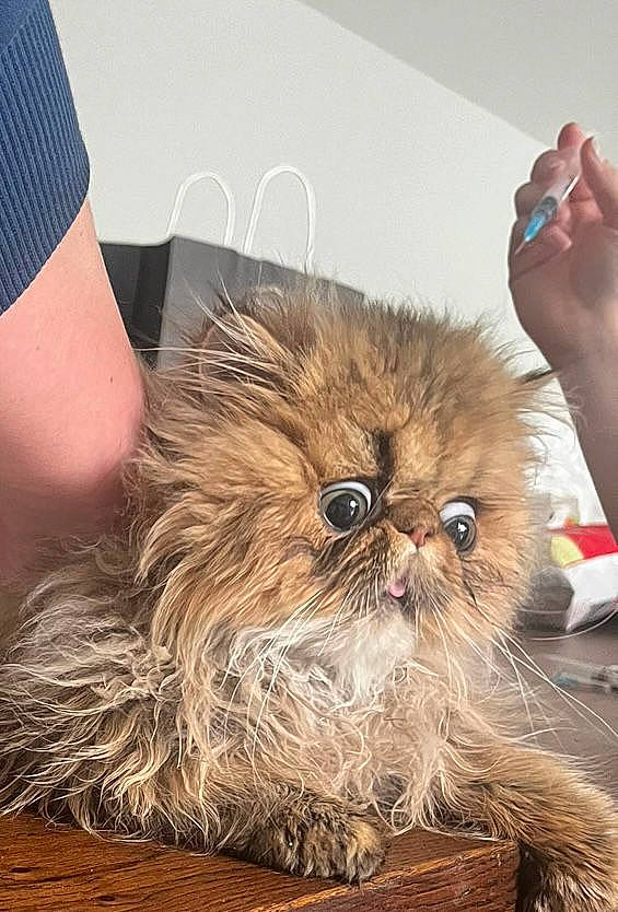 Scrapouille Josette participe au concours pour gagner de l'argent avec cette photo : carnivore, cat, comfort, companion_dog, dog_breed, fawn, felidae, fur, gesture, hardwood, human_leg, liver, small_to_medium_sized_cats, terrestrial_animal, toy_dog, whiskers, wood, working_animal