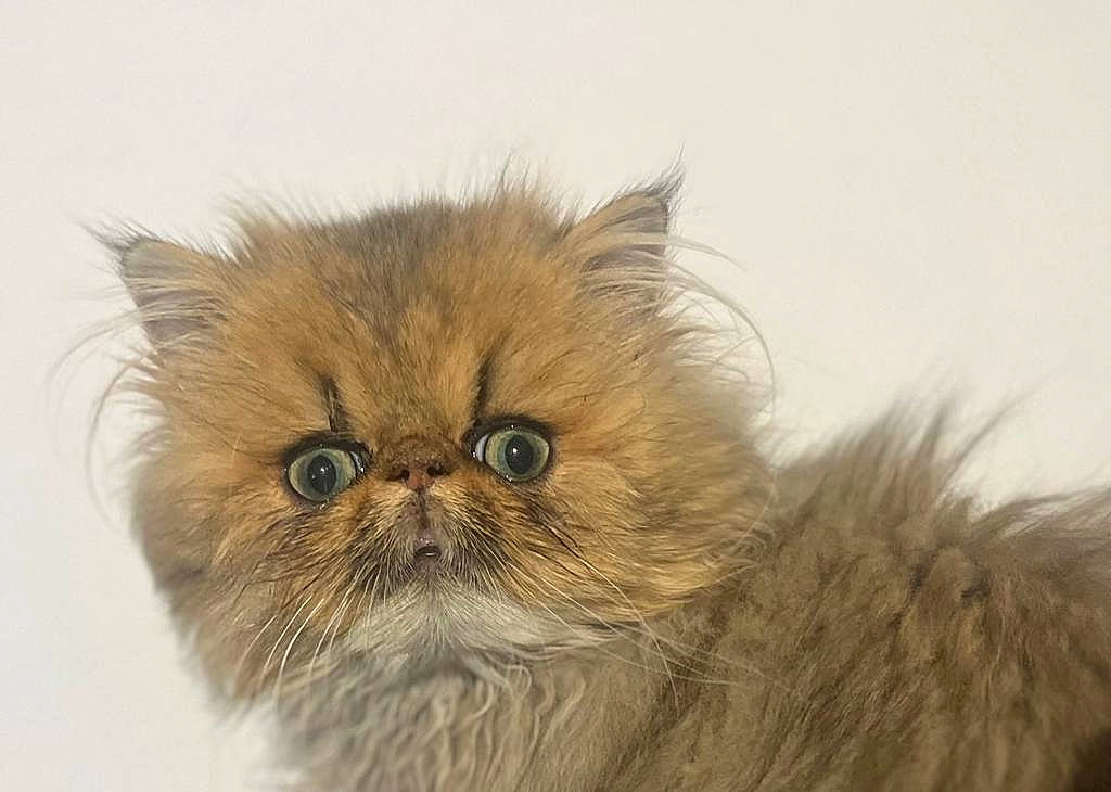 Scrapouille Josette participe au concours pour gagner de l'argent avec cette photo : british_longhair, carnivore, cat, close_up, eye, fawn, felidae, fur, small_to_medium_sized_cats, snout, tail, terrestrial_animal, whiskers, wildlife