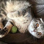 Rubis participe au concours pour gagner de l'argent avec cette photo : cat, pet, feline, animal, fur, whiskers, amber_eyes, playful, toy, green_ball, relaxed, lying_down, soft_fur, close_up, domestic_cat, cute, indoor, resting, mammal, curious