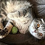 cat, pet, feline, animal, fur, whiskers, amber_eyes, playful, toy, green_ball, relaxed, lying_down, soft_fur, close_up, domestic_cat, cute, indoor, resting, mammal, curious