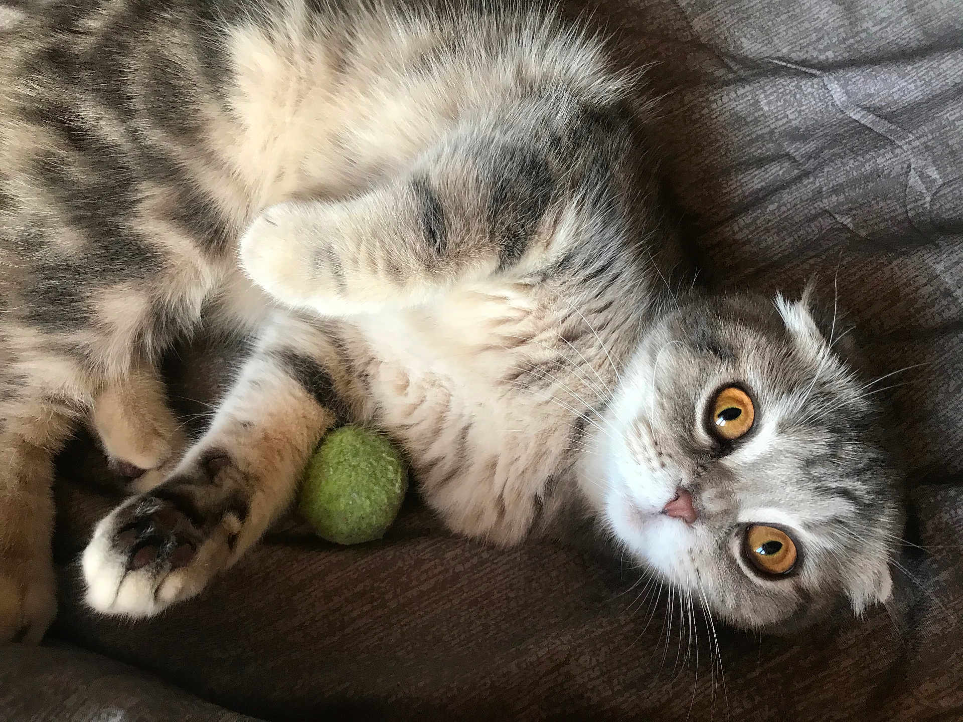 Rubis participe au concours pour gagner de l'argent avec cette photo : cat, pet, feline, animal, fur, whiskers, amber_eyes, playful, toy, green_ball, relaxed, lying_down, soft_fur, close_up, domestic_cat, cute, indoor, resting, mammal, curious