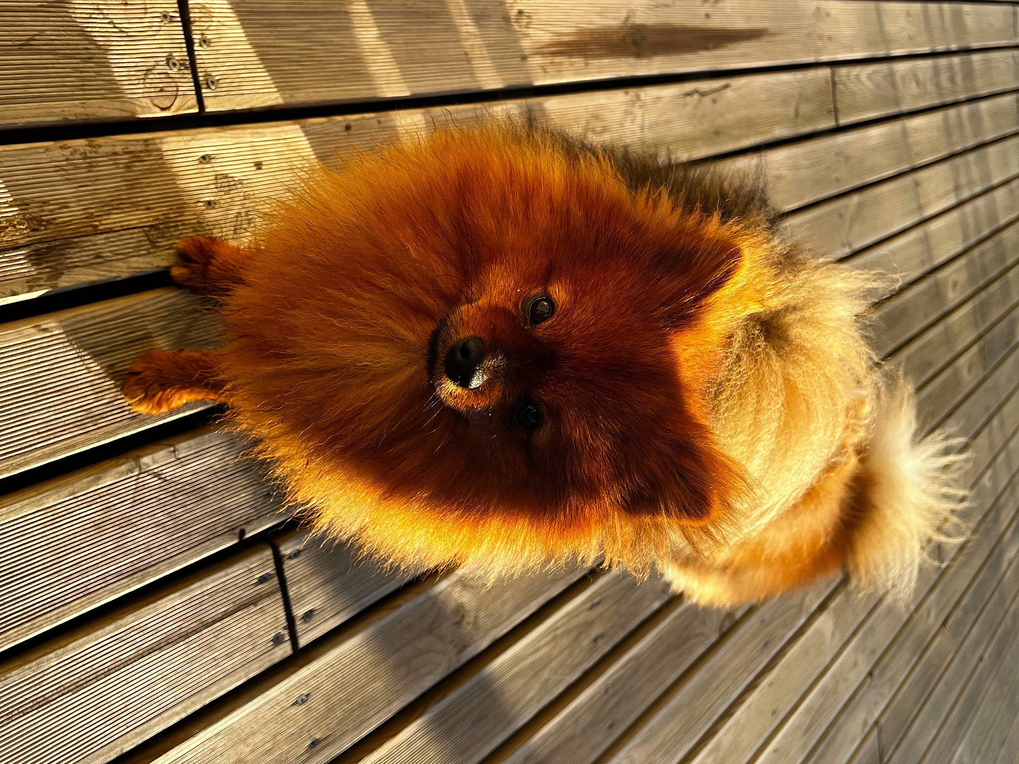 Snoopy a rejoint le concours — aidez-le/la à gagner de superbes lots ! carnivore, claw, companion_dog, fawn, felidae, flooring, fur, hardwood, liver, lumber, natural_material, plank, snout, tail, terrestrial_animal, varnish, whiskers, wildlife, wood, wood_stain