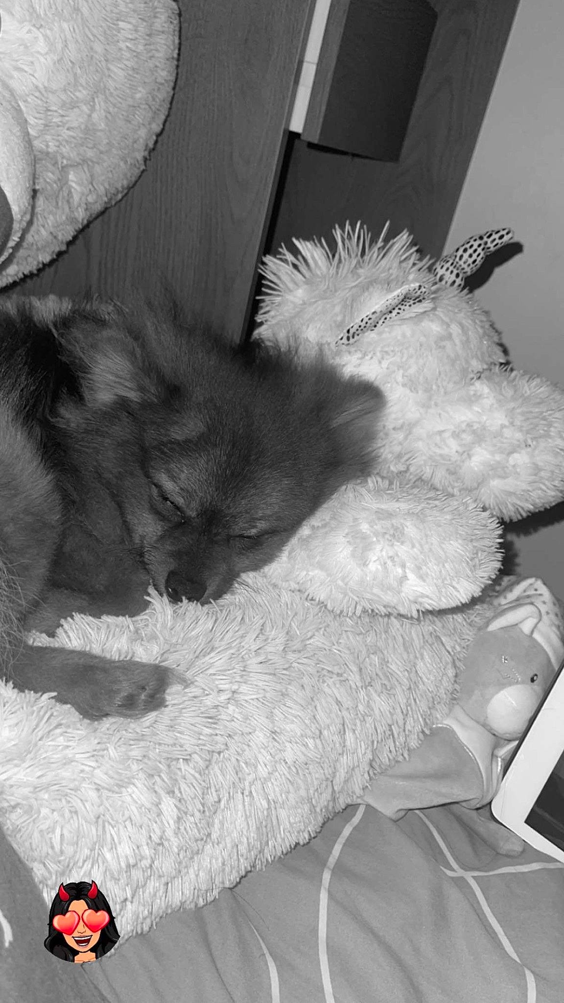 Snoopy a rejoint le concours — aidez-le/la à gagner de superbes lots ! canidae, cat, claw, comfort, companion_dog, dog_breed, felidae, fur, grey, human_leg, monochrome, monochrome_photography, nap, paw, sleep, small_to_medium_sized_cats, snout, stuffed_toy, tail, whiskers