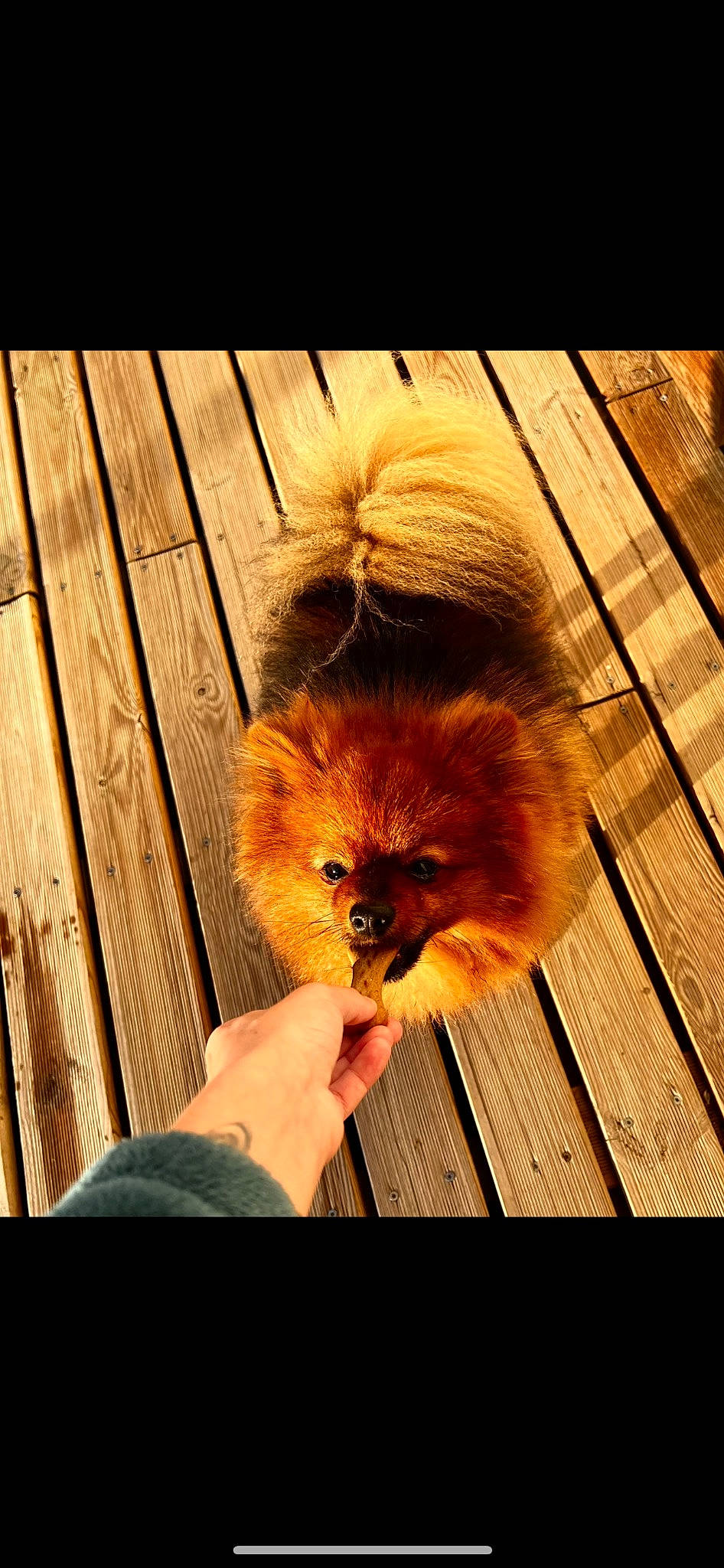 Snoopy a rejoint le concours — aidez-le/la à gagner de superbes lots ! carnivore, companion_dog, dog_breed, eye, fawn, felidae, flooring, hardwood, liver, plank, snout, spitz, tail, terrestrial_animal, tints_and_shades, toy_dog, varnish, whiskers, wood, wood_stain