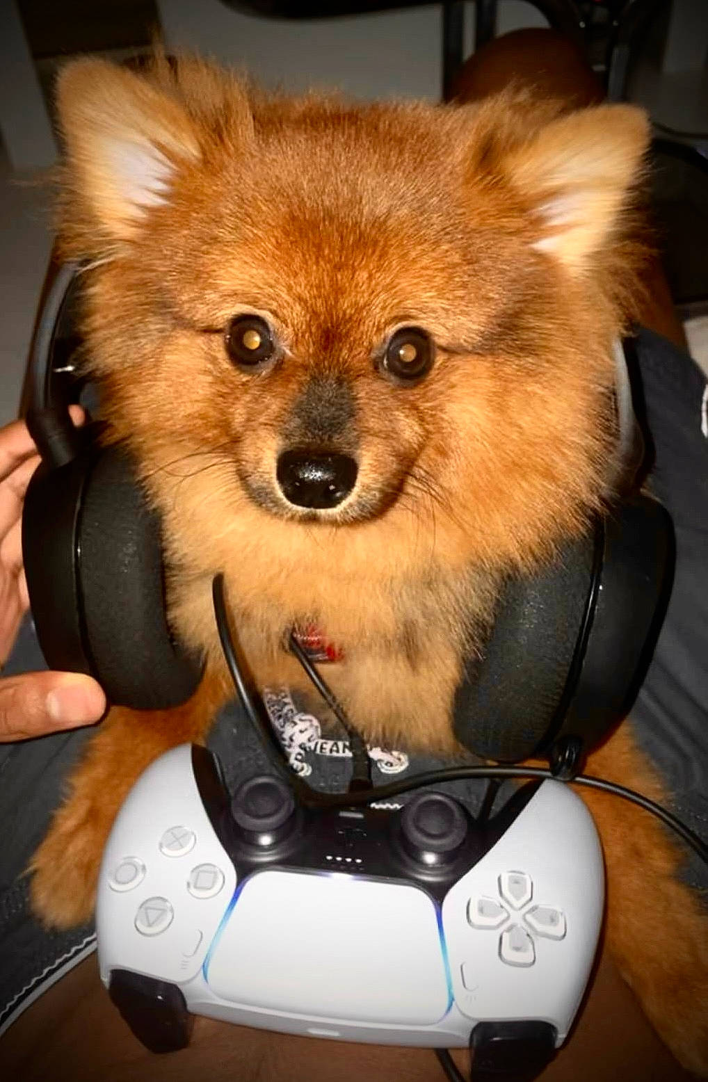 Snoopy a rejoint le concours — aidez-le/la à gagner de superbes lots ! canidae, carnivore, companion_dog, dog_breed, fawn, fur, non_sporting_group, photo_caption, red_panda, snout, spitz, tail, terrestrial_animal, toy, whiskers