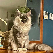 Ashley a rejoint le concours — aidez-le/la à gagner de superbes lots ! cat, fluffy, sitting, wooden_surface, indoor, pet, feline, long_hair, tail, ears, whiskers, household, reflection, blue_wall, decor, furniture, calm, alert, domestic, animal