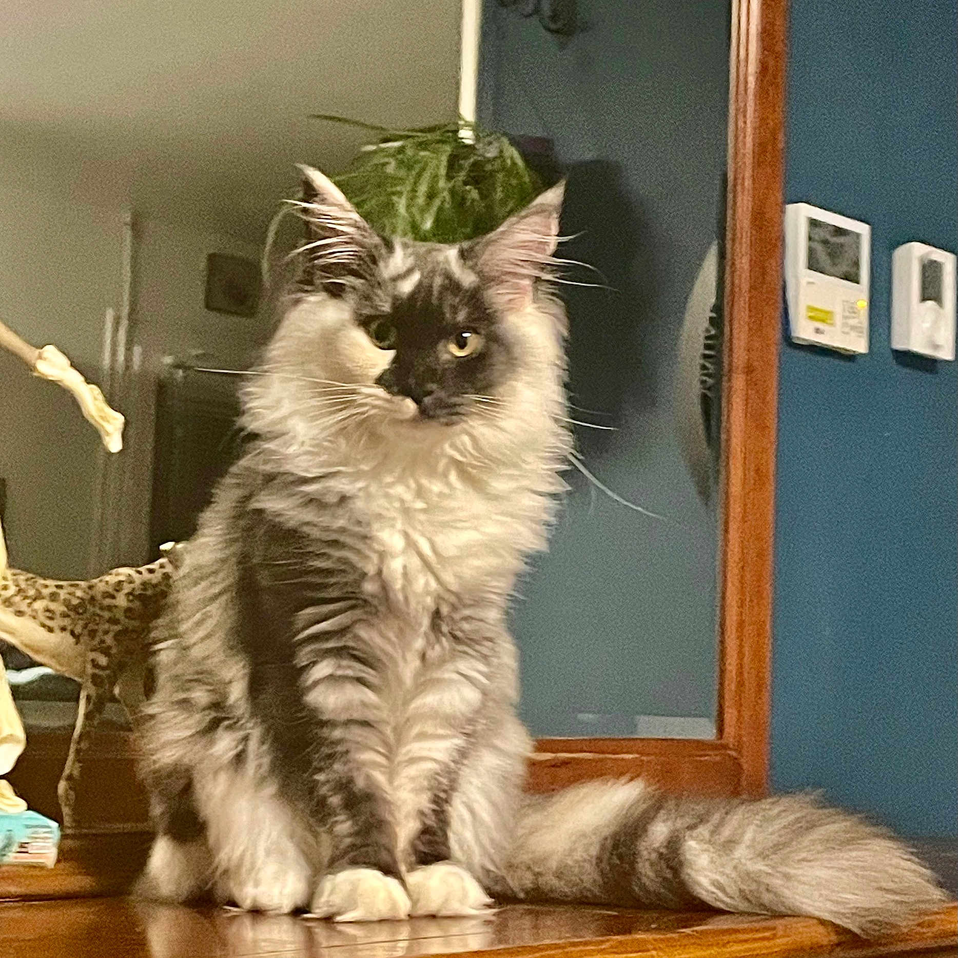 Ashley a rejoint le concours — aidez-le/la à gagner de superbes lots ! alert, animal, blue_wall, calm, cat, decor, domestic, ears, feline, fluffy, furniture, household, indoor, long_hair, pet, reflection, sitting, tail, whiskers, wooden_surface